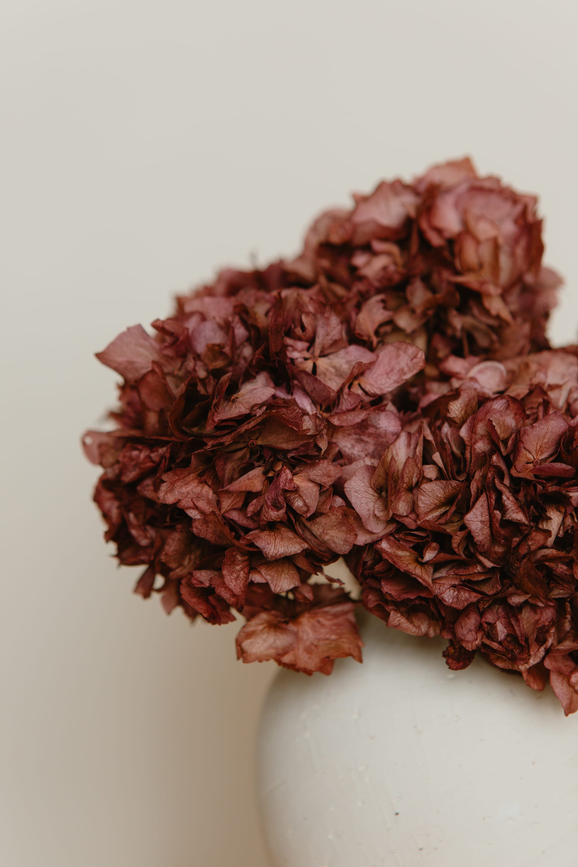 JARRÓN DE HORTENSIAS PRESERVADAS